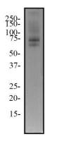 TRF2 antibody [4A794.15]