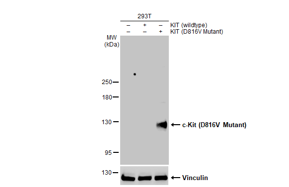 c-Kit (D816V Mutant) antibody