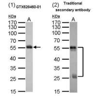 Mouse Anti-Rat IgG (Heavy chain) antibody [GT782] (HRP)