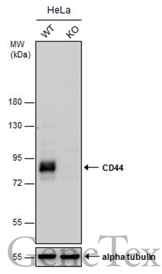 CD44 antibody [GT462]