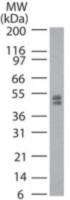 DNMT2 antibody