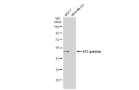 AP2 gamma antibody