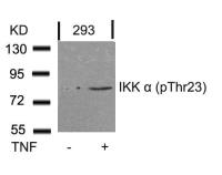 IKK alpha (phospho Thr23) antibody
