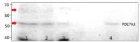PDE7A antibody