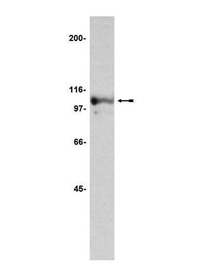 Nucleolin antibody [4i51]
