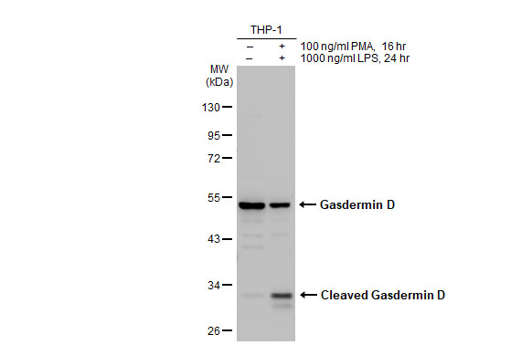 Gasdermin D antibody