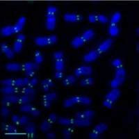 CENPA antibody [3-19]