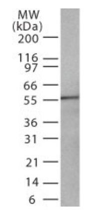 DR4 antibody [32A242]