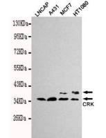 CRK antibody [3H7-E5-H8]