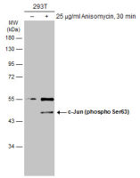 c-Jun (phospho Ser63) antibody [GT653]