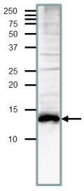 Med11 (S. cerevisiae) antibody