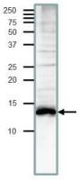 Med11 (S. cerevisiae) antibody