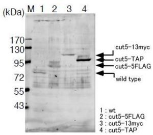 Cut5 / Rad4 (S. pombe) antibody