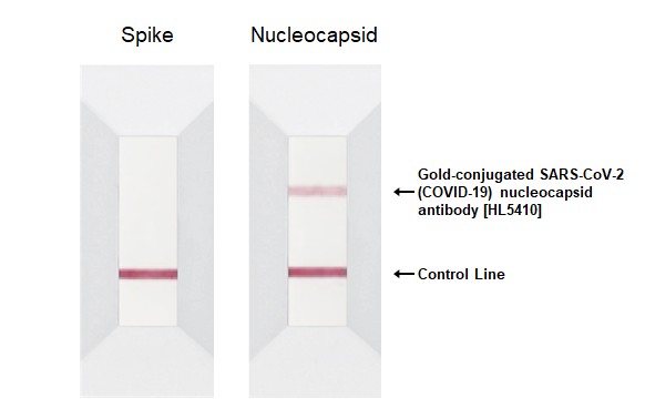 SARS-CoV-2 (COVID-19) Nucleocapsid antibody [HL5410] (Gold)