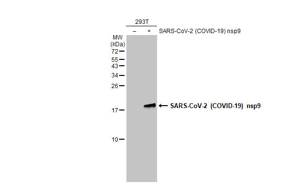 SARS-CoV-2 (COVID-19) nsp9 antibody