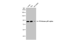 PI3 kinase p85 alpha antibody [HL1414]