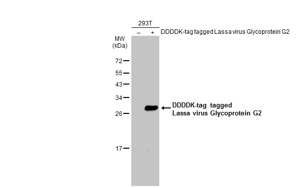 Lassa virus Glycoprotein G2 antibody