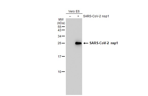 SARS-CoV-2 (COVID-19) nsp1 antibody