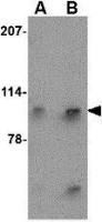 Slitrk4 antibody