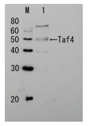 Taf4 (S. cerevisiae) antibody