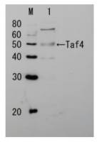 Taf4 (S. cerevisiae) antibody