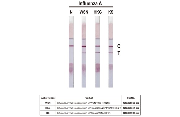 Influenza A virus Nucleoprotein (A/WSN/1933 (H1N1)), DDDDK Tag
