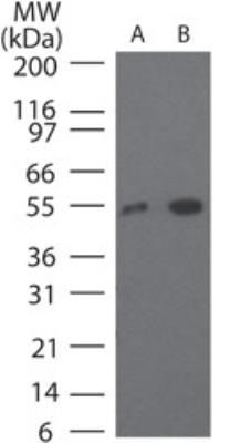 TRF41 antibody