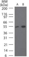 TRF41 antibody