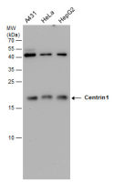 Centrin 1 antibody [GT147]