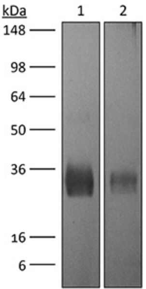 CTLA4 antibody [UC10-4F10-11]
