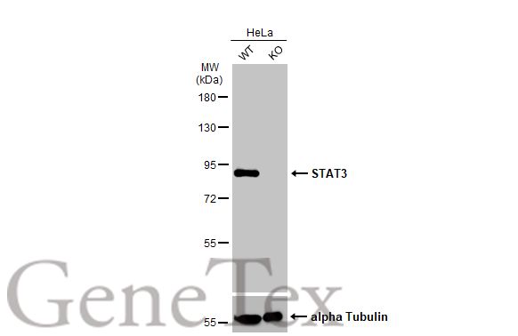 STAT3 antibody [HL1134]