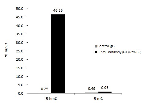 5-Hydroxymethylcytosine / 5-hmC antibody [GT13612]