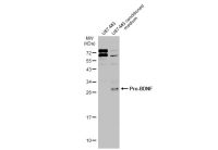 BDNF antibody