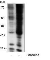14-3-3 (phospho Ser) antibody [3i2(4E2)]