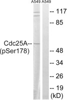 CDC25A (phospho Ser178) antibody