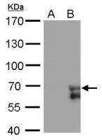 ZNF703 antibody [GT372]