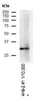 DAPP1 antibody [4H9]