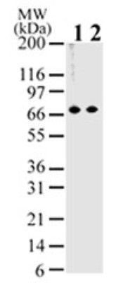 MBD1 antibody [100B272.1]