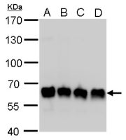 PUF60 antibody [GT917]