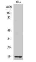 Thyroid Hormone Receptor beta (cleaved Arg327) antibody
