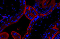 PD-L1 antibody [HL1041]