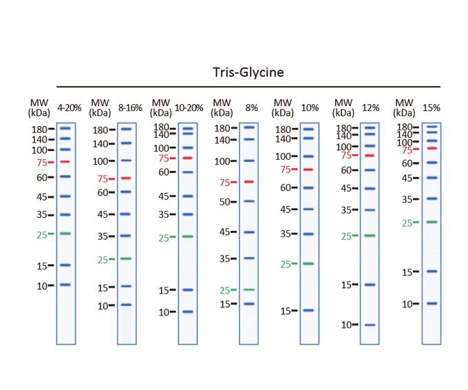 Trident Prestained Protein Ladder (Standard Range)
