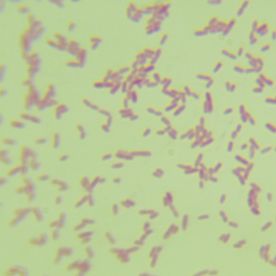 棕色固氮菌