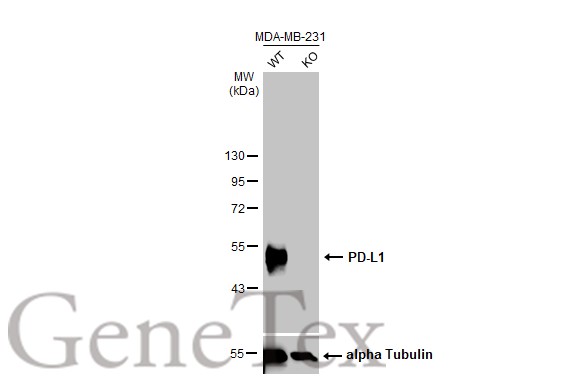 PD-L1 antibody [HL1056]