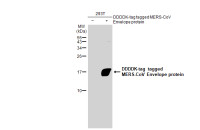 MERS-CoV Envelope protein antibody