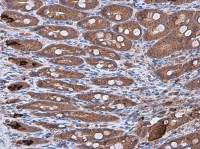 IL10 antibody [GT5111]