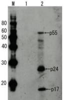 HIV1 p55 antibody