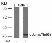 c-Jun (phospho Thr93) antibody