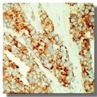 MVP/LRP antibody [0.N.389] (Azide free)