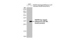 Influenza A virus M1 (matrix protein) antibody [HL1273]